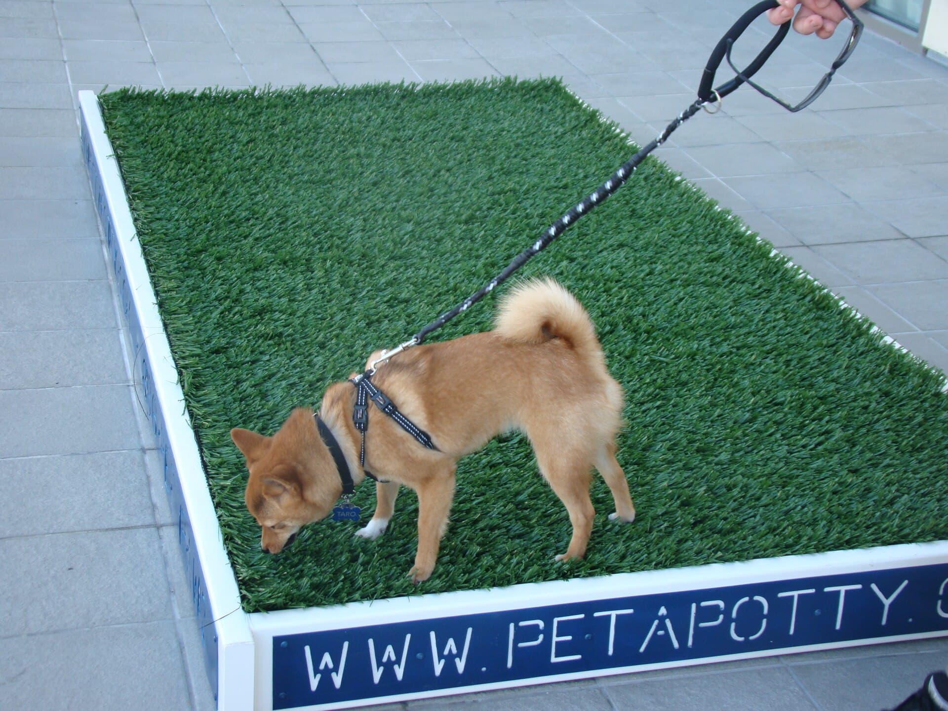 Dog park, dog run and “dogs must be on a lead”: Irish wording