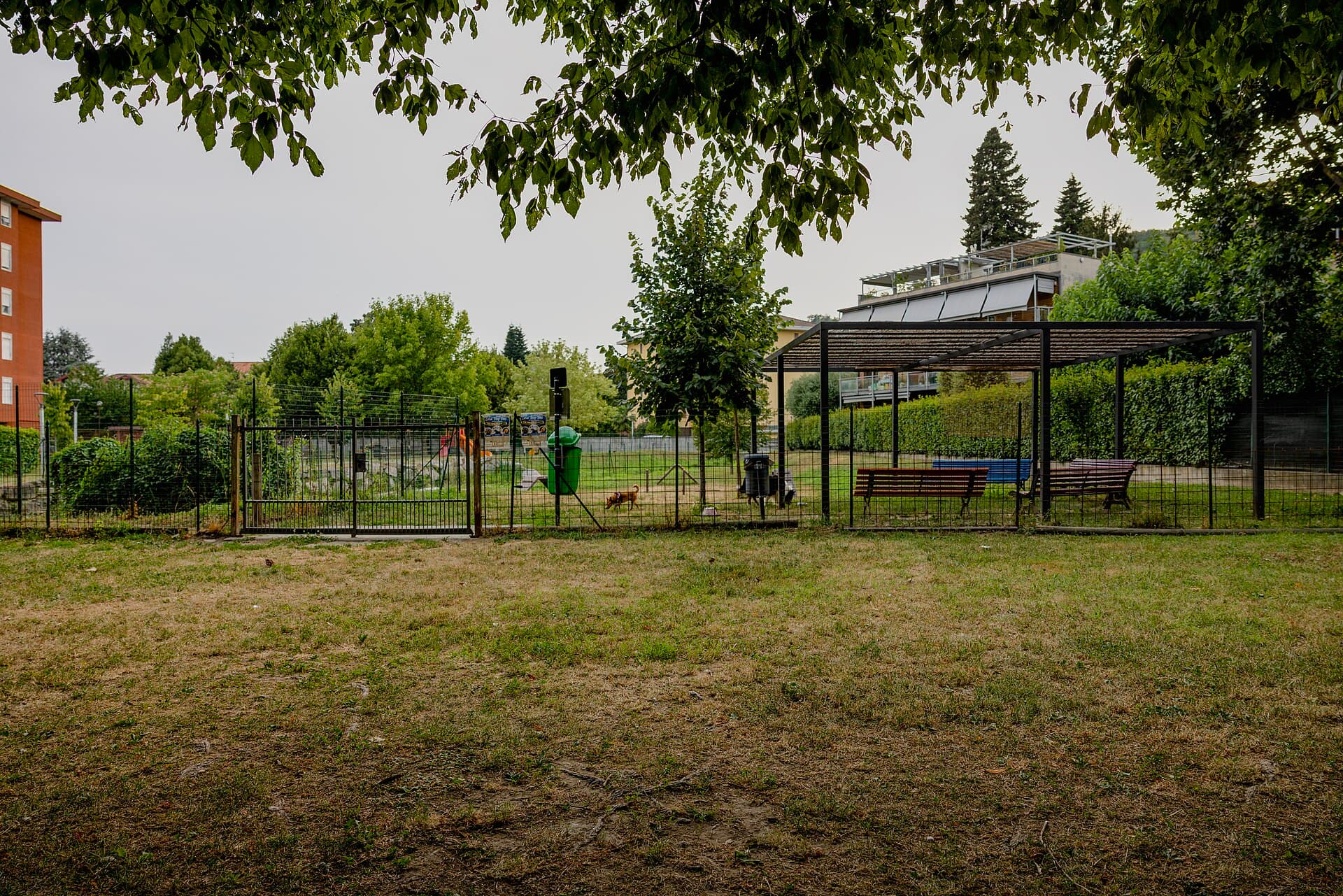 Roma con il cane: aree cani, ville, ATAC